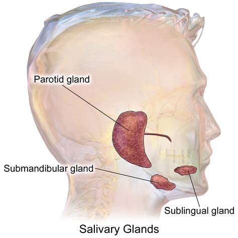 Parotid Gland Swelling Causes And Symptoms What You Can Do About It
