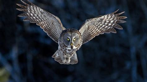 Owl Flying Wallpaper 66 Images