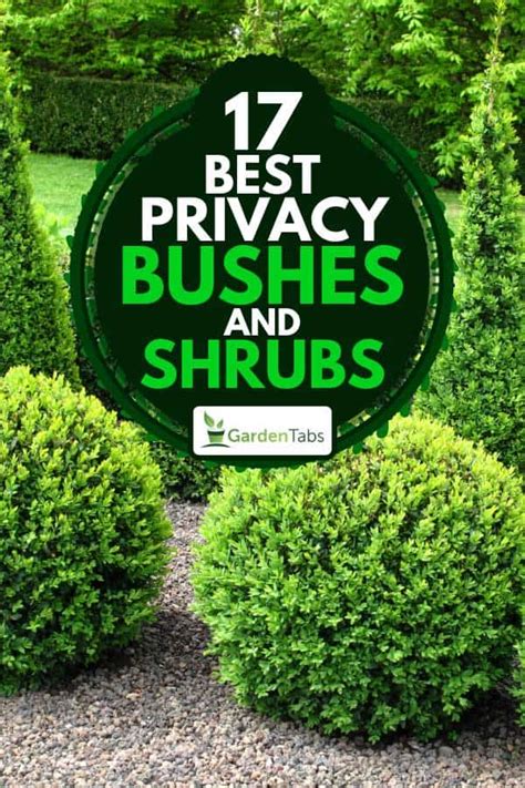 17 Best Privacy Bushes And Shrubs