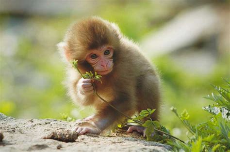 La Vida De Los Monos