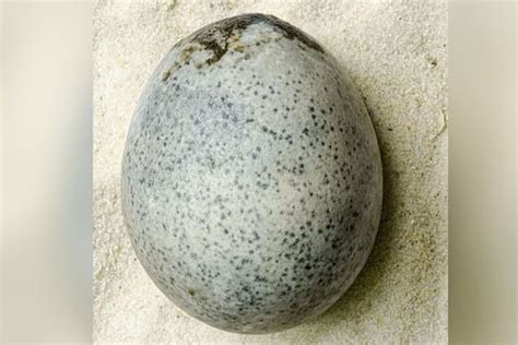Encontraron Un Huevo De Gallina De 1700 Años Y Quedaron Sorprendidos