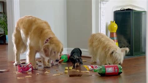 Best Dog Commercials Ever Pergo Dog Party Youtube