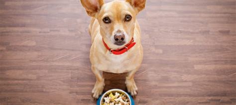 Often, pet owners ask about seemingly random behaviors.cat lovers, in particular, typically want to get a better handle on their felines — sometimes literally: Can we talk about grains in pet food? - Dr. Marty Becker