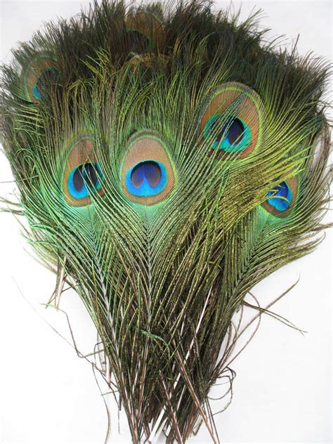 Peacock Feathers short stalk, per hundred
