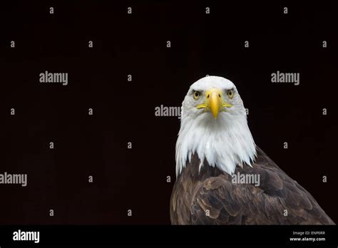 A Portrait Of A Staring Bald Eagle Against A Black Background Ideal For