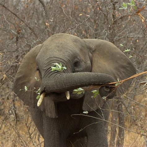 Elefantes Fichas De Animales En National Geographic