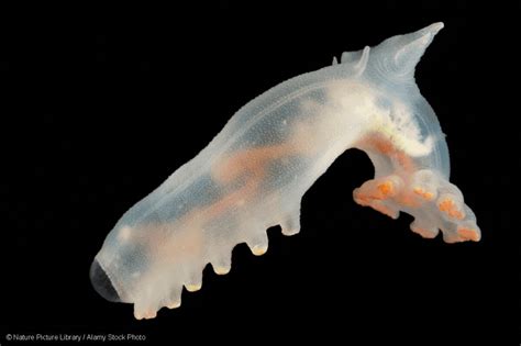 Protect the deep sea this World Oceans Day - Greenpeace Canada