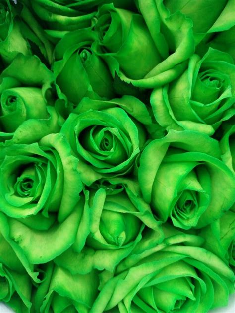 Greenroses Green Flowers Green Wallpaper Green Rose