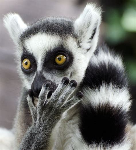 Ring Tailed Lemuri Love Lemurs They Are One Of My Favorite Monkeys