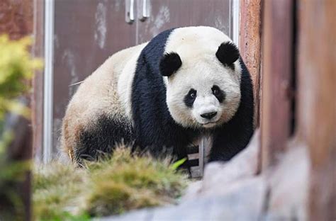 Update Chinas Wild Panda Population Nears 1900 Xinhua Line Today