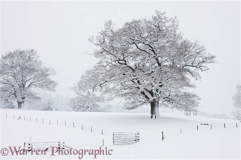 Oak Trees With Snow In Albury Park Photo Wp22641