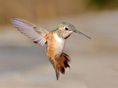 Rufous Hummingbird Flight Photograph By Ron D Johnson