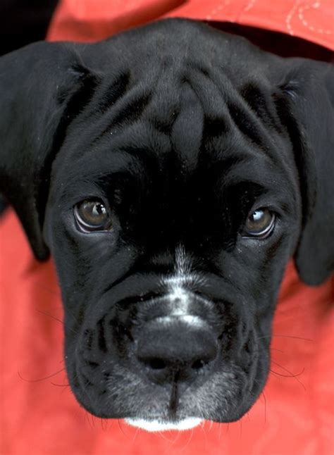 Black And White Boxer Puppy Dog Boxer Dog Breed Boxer Dogs Boxer Puppies