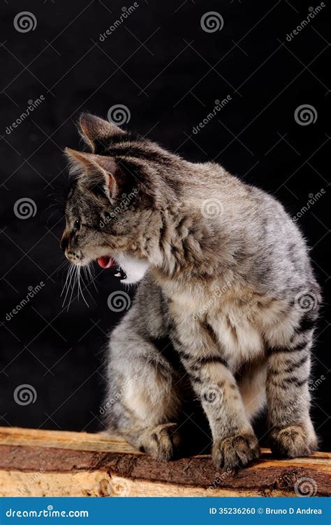 Young Angry Cat Growls Stock Photo Image Of Kitty Growls 35236260