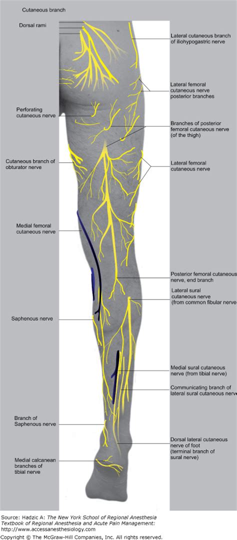 Cutaneous Innervation Of The Lower Extremity Anterior Vrogue Co