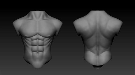 A chest muscle that pulls the arm in towards the body. Lucy Earp - Male Torso Sculpt