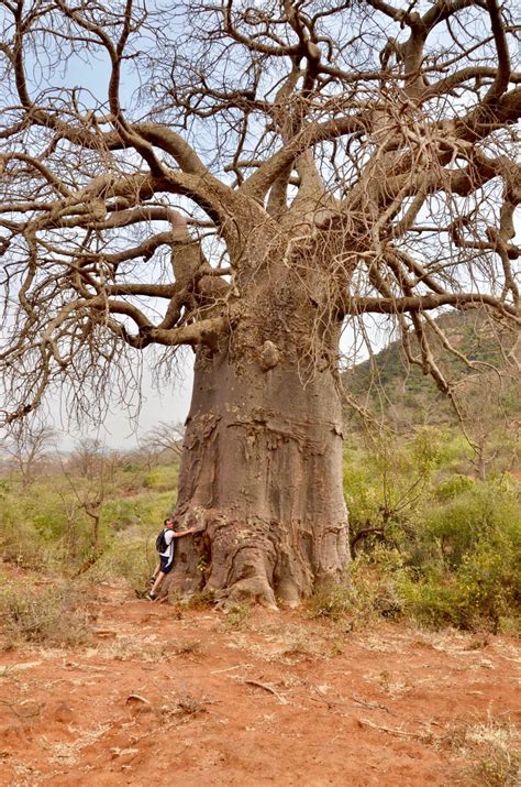 Baobab Iconic Tree Of Africa Blog Summit Expeditions And Nomadic