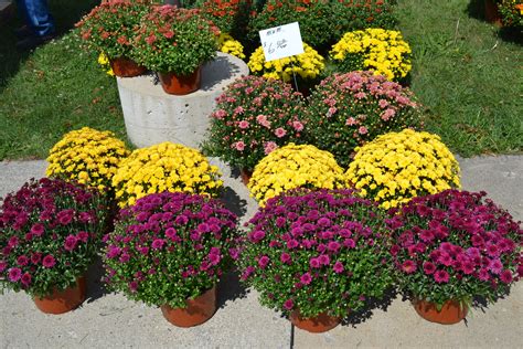 There are 17022 green mum flower for sale on etsy, and they cost ₪51.97 on average. Colorful Mums For Sale at the Wayne Farmers Market Photo b ...
