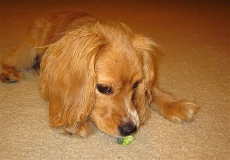 Can Dogs Eat Broccoli Raw Or Cooked And How Much Is Too