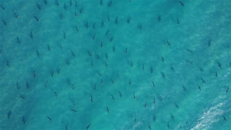 Sharks Migrate Along Florida Coast