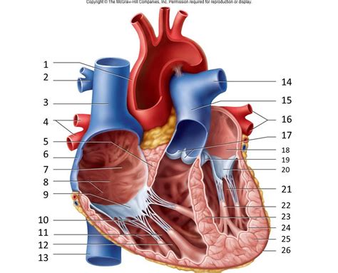 Coronary Arteries And Cardiac Veins Diagram Quizlet
