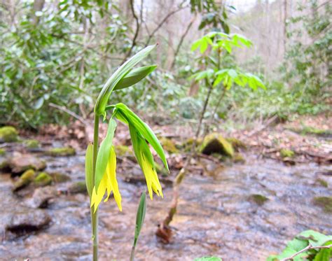 North carolina boasts an ideal climate for gardeners. Plants - North Carolina Native Plant Society