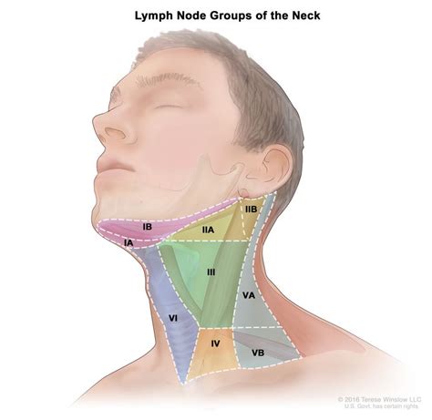 Lymph Nodes In Head Location Slideshare