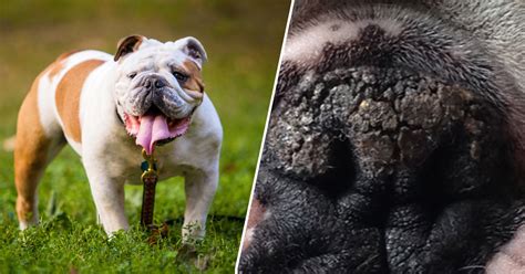 6 Natural Ingredients To Soothe Your Bulldogs Dry And Cracked Nose