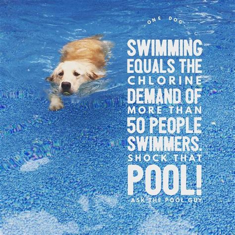 When Your Dogs Swim Make Sure You Keep Your Water At The Correct Levels