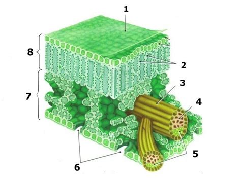 Gambar Penampang Melintang Daun Tumbuhan Monokotil Struktur Anatomi