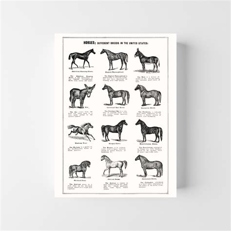 Vintage Horse Breed Chart — Gathered Living