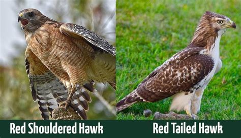 Red Shouldered Vs Red Tailed Hawks Whats The Difference Optics Mag