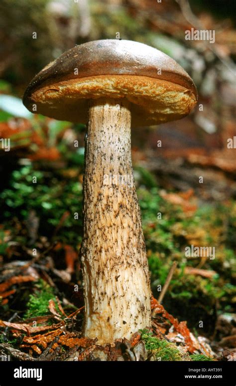 Michigan Mushrooms In The Wild Stock Photo Alamy