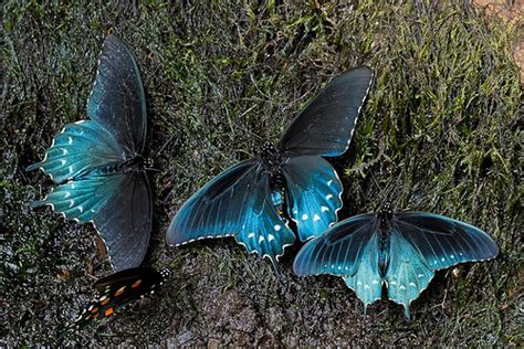 Butterflies Butterflies Pipevine Swallowtails Great Smo Flickr