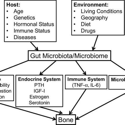 Role Of Gut Microbiotamicrobiome In Bone Homeostasis And Possible