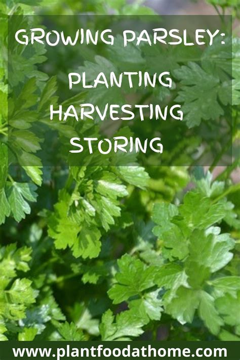 Growing Parsley Planting Harvesting And Storing Parsley