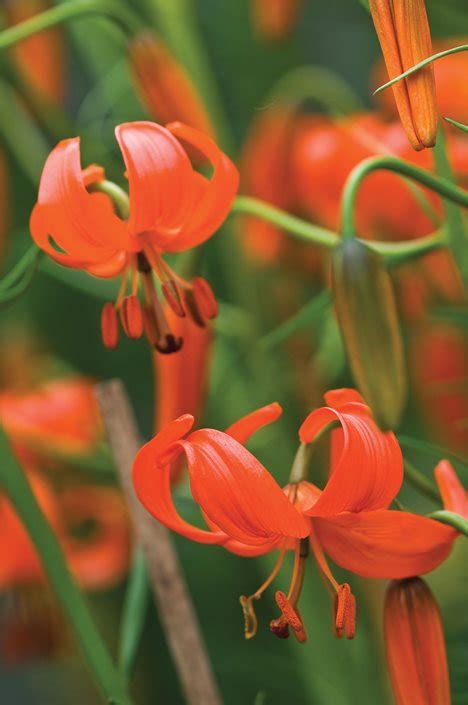 A garden of lilies book. Lilies: How to Grow & Care for Lily Flowers and Bulbs ...