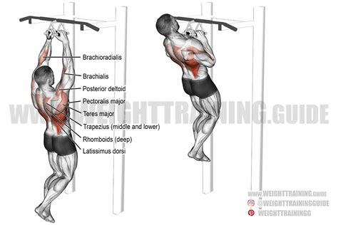 Close Neutral Grip Pull Up Exercise And Video Weight Training Guide