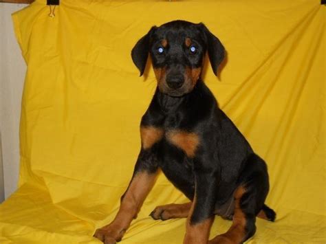 Akc Female Doberman Pinscher Puppy 9 Weeks Old For Sale In Rudy