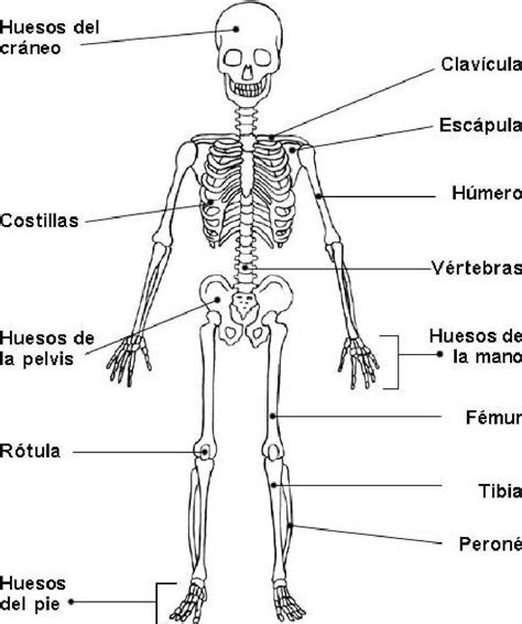 Enfermedades Del Cuerpo Humano Sistema Oseo