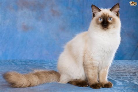 The Ragdoll Cat Breed Information And Facts Including Buying Advice