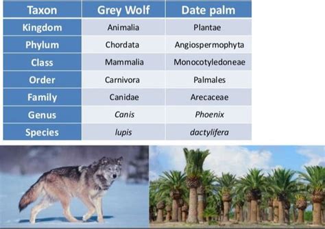 Topic 5.3: Classification of Biodiversity - AMAZING WORLD OF SCIENCE