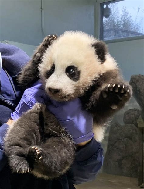Hello 35 Month Old Baby Panda Xiao Qi Ji Is On The Move Popville