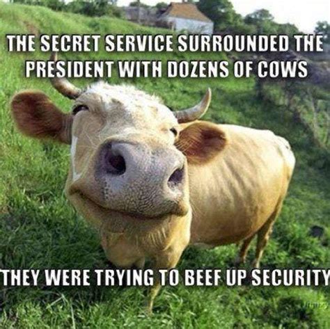 The Absolute Funniest Cow Puns Memes Top Fun Pictures