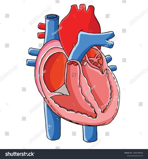Human Heart Clipart For Kids