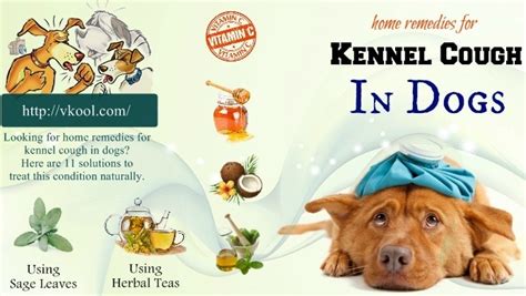 Top 11 Best Home Remedies For Kennel Cough In Dogs