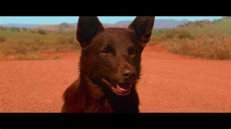 True blue is a 2016 australian family comedy film directed by kriv stenders, written by daniel taplitz and starring jason isaacs, levi miller and bryan brown. Red Dog: True Blue - Official Main Trailer - YouTube