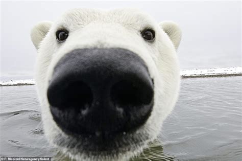 Chilled Out Polar Bear Waves At The Camera Before Taking A Closer Look