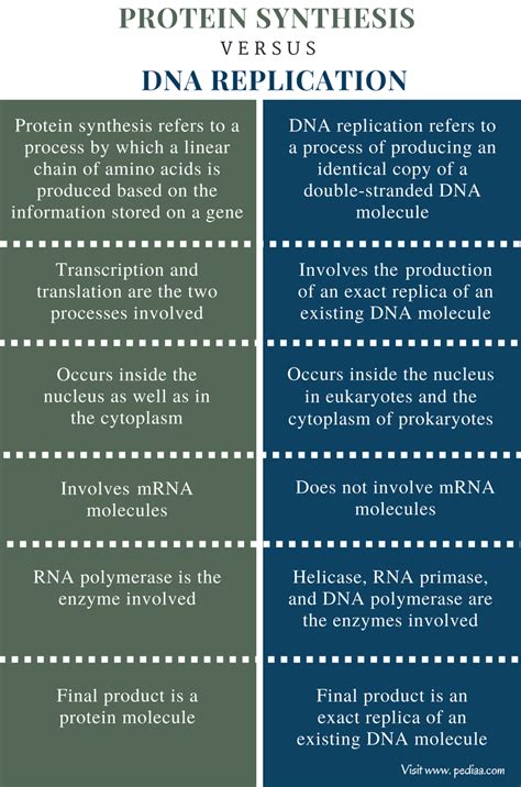 Difference Between Protein Synthesis And Dna Replication Definition