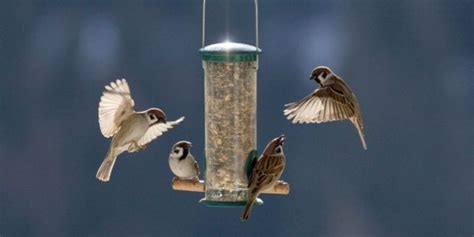 How To Keep Chipmunks Away From Bird Feeders - Daily Birder